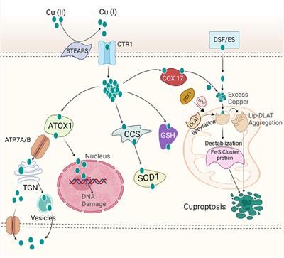 Targeting the initiator to activate both ferroptosis and cuproptosis for breast cancer treatment: progress and possibility for clinical application